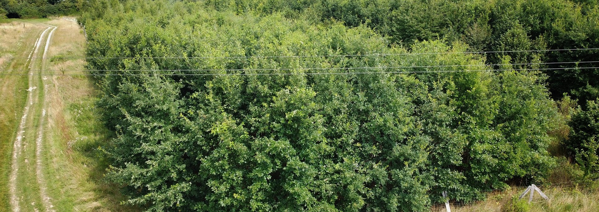 Klimawald Neubrandenburg-Nettelkuhl, © Landesforst MV