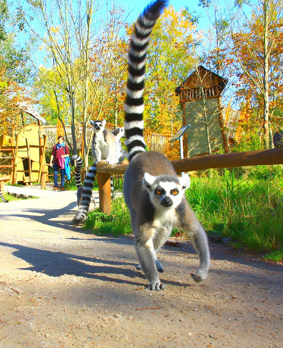 Vogelpark Marlow Lemuren Madagaskaranlage, © Vogelpark Marlow