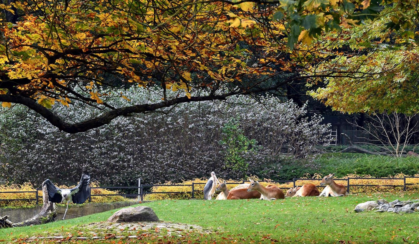 Herbstbasteln, © Zoo Rostock/Kloock