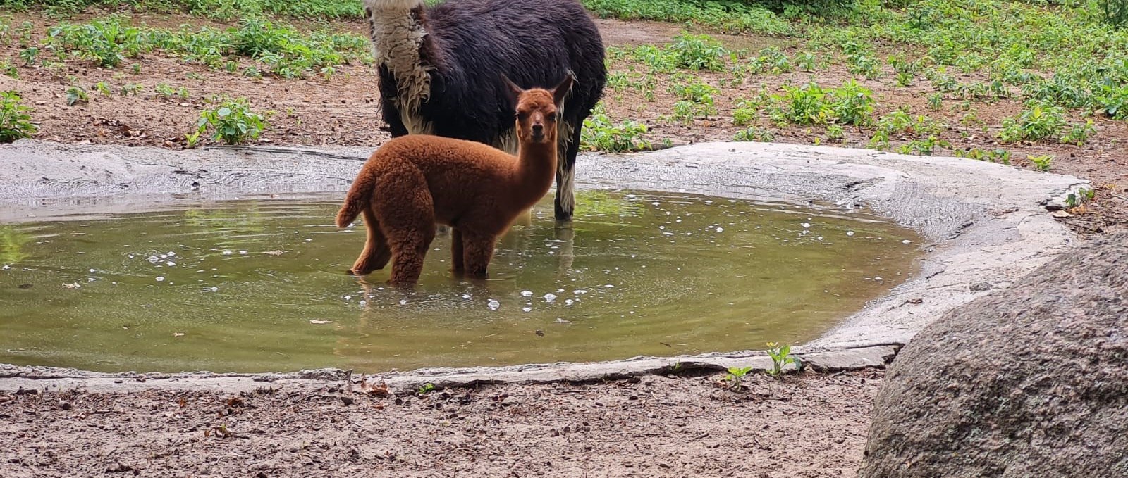 Alpakas haben ein sehr dichtes Fell und genießen darum auch gern mal ein Bad., © Tierpark Wolgast