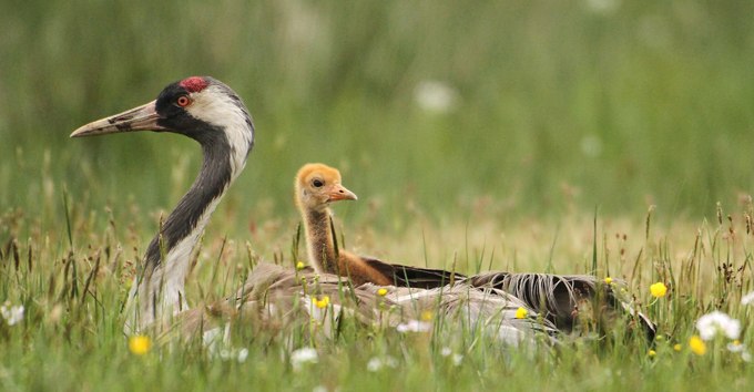 Kranich mit Jungem, © Knut Fischer