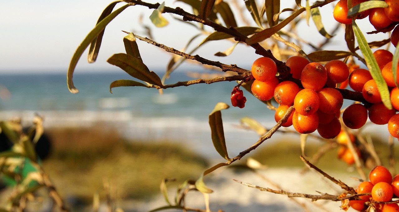 sea-buckthorn-3749589_1280, © pixabay