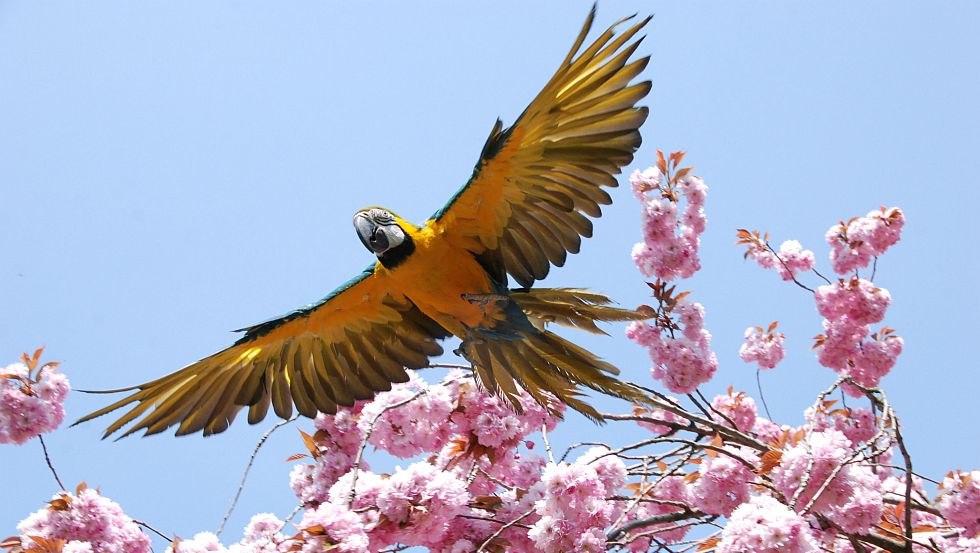 fliegender Ara Stralsunder Zoo, © Archiv Zoo Stralsund