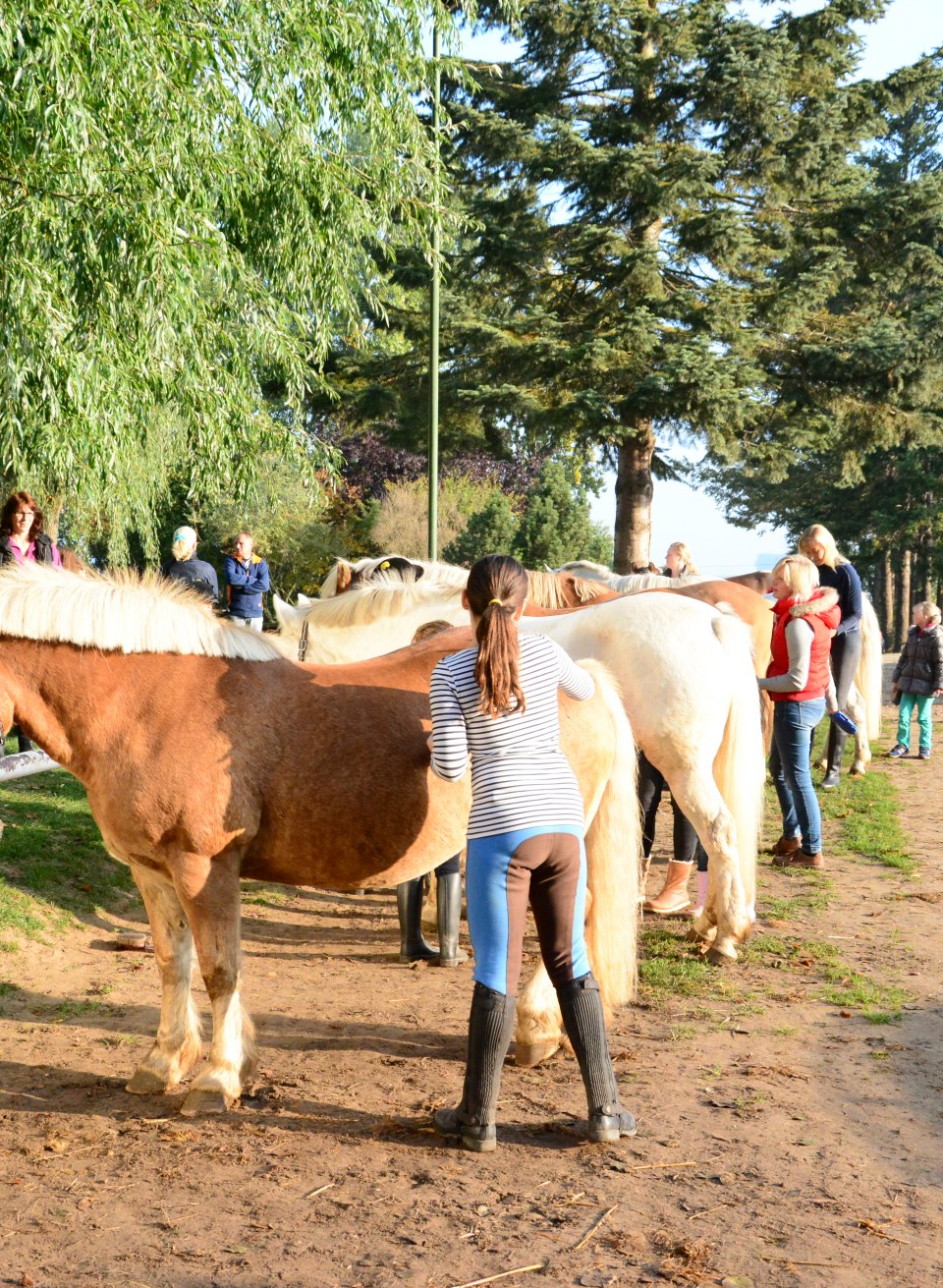 Ponystriegeln in Barth, © TMV/Duerst