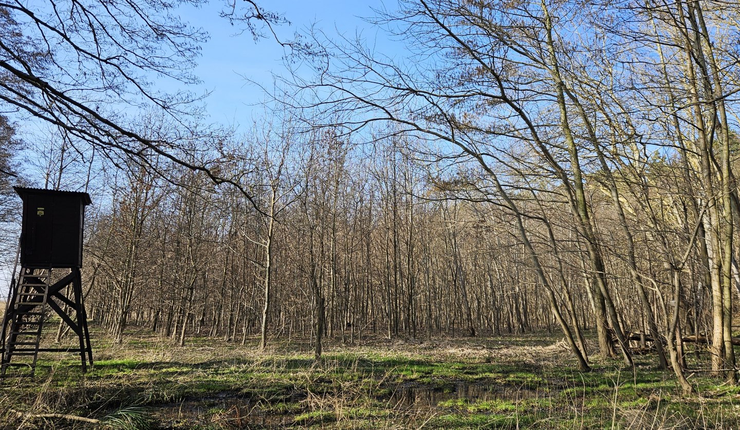 Seit 2009 wachsen die Bäume im Klimawald Damerow (Insel Usedom), © Landesforst MV