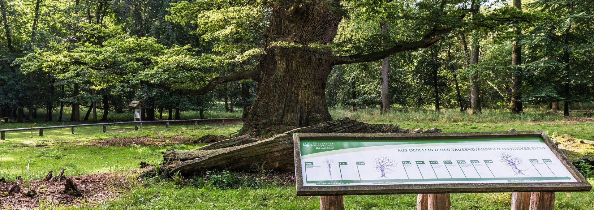 Unterwegs im Waldgebiet der Ivenacker Eichen, © TMV