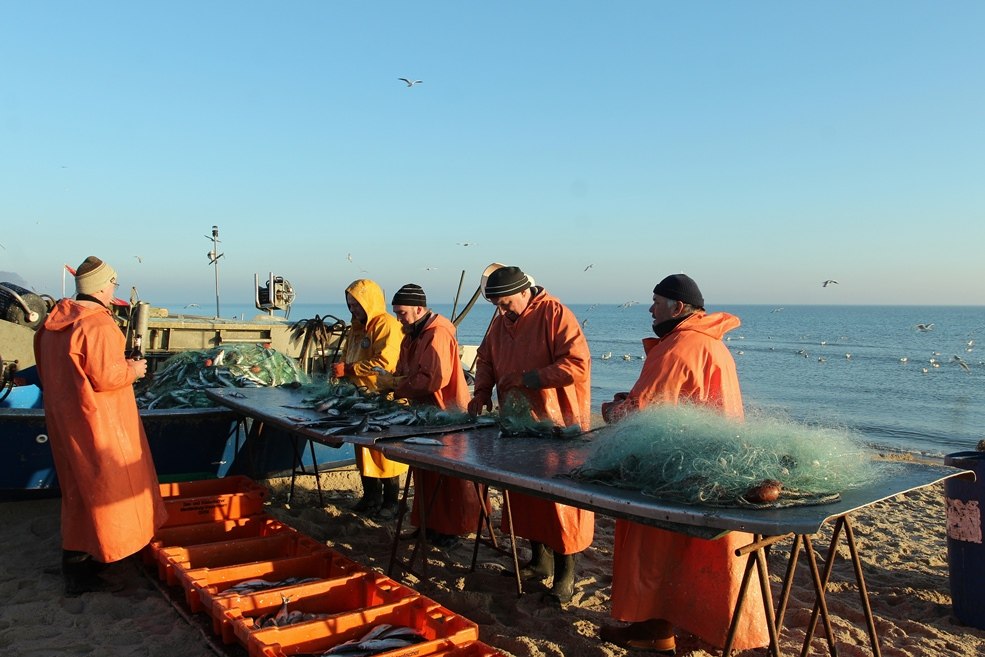 Der Hering wird aus dem Netz gepult, © MYFISH-ostsee, © Freddie Bijkerk