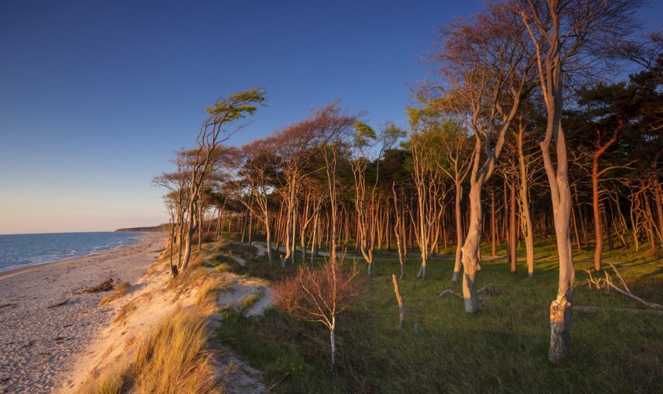 Der Küstenwald am Darßer Weststrand vom Wetter gemalt, © TMV/Allrich