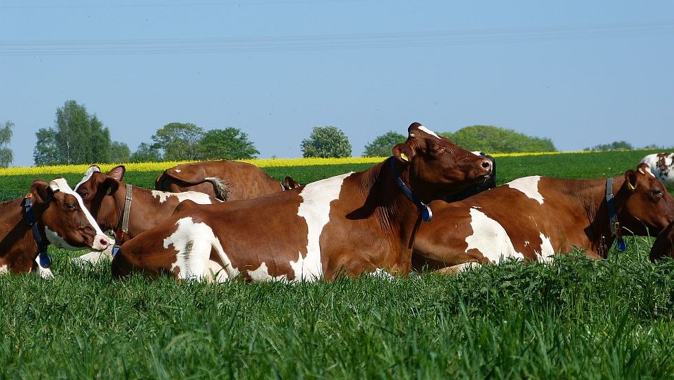 Im Sommer sind die Milchkühe am Tag auf der Weide, © GbR Marquardt