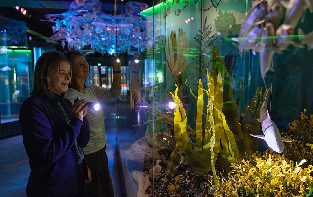 Bei einer Taschenlampenführung im OZEANEUM erfahren Gäste, welche Tierarten gefährdet sind. (Foto: Anke Neumeister/Deutsches Meeresmuseum)