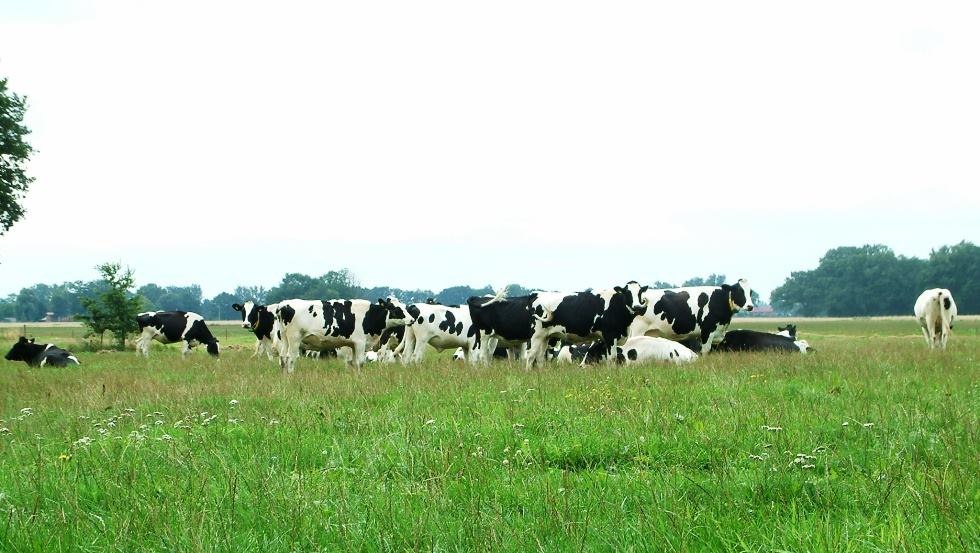 Die Kühe genießen im Sommer Weidegang, © Archiv, Biosphärenreservatsamt Schaalsee-Elbe