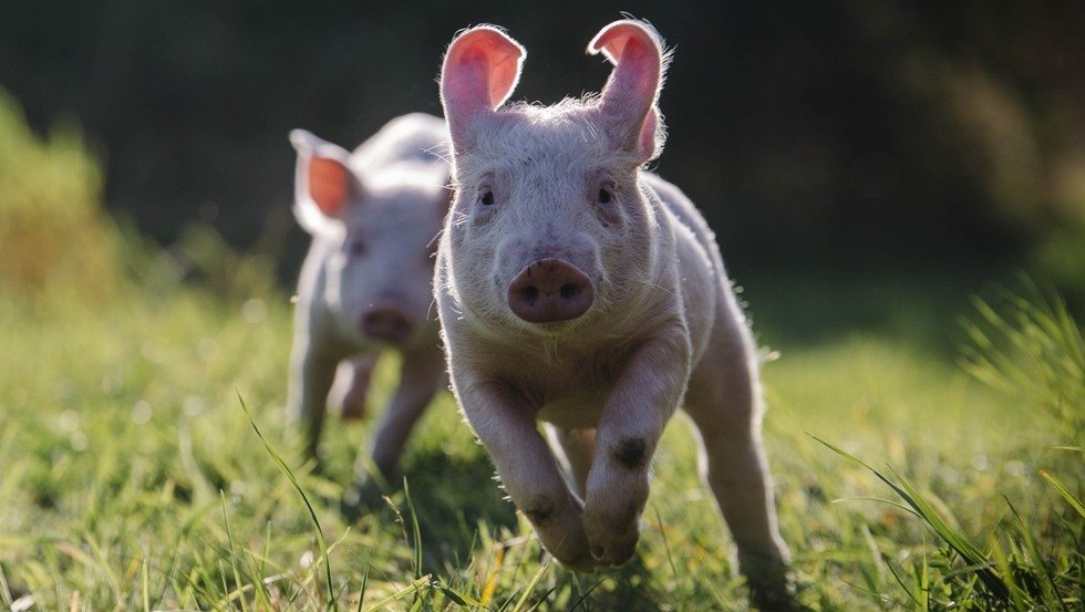 Schweine spielen im Grünen, © Stiftung Tiernothilfe