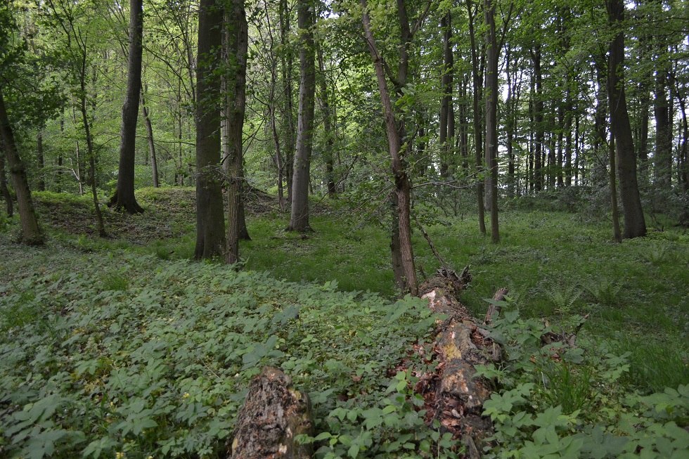 Blick in den Innenraum, der Ring des Walles ist gut zu erkennen., © Lutz Werner