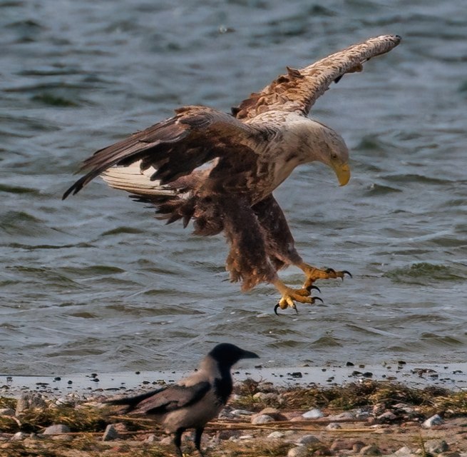 Adulter Seeadler, © Kevin Hempel