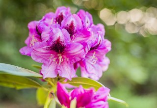 Rhododendronparkfest | Ein Fest für die Sinne: Blütenzauber, Kulturgenuss & Markttreiben., © André Pristaff / Tourismus- und Kur GmbH Graal-Müritz