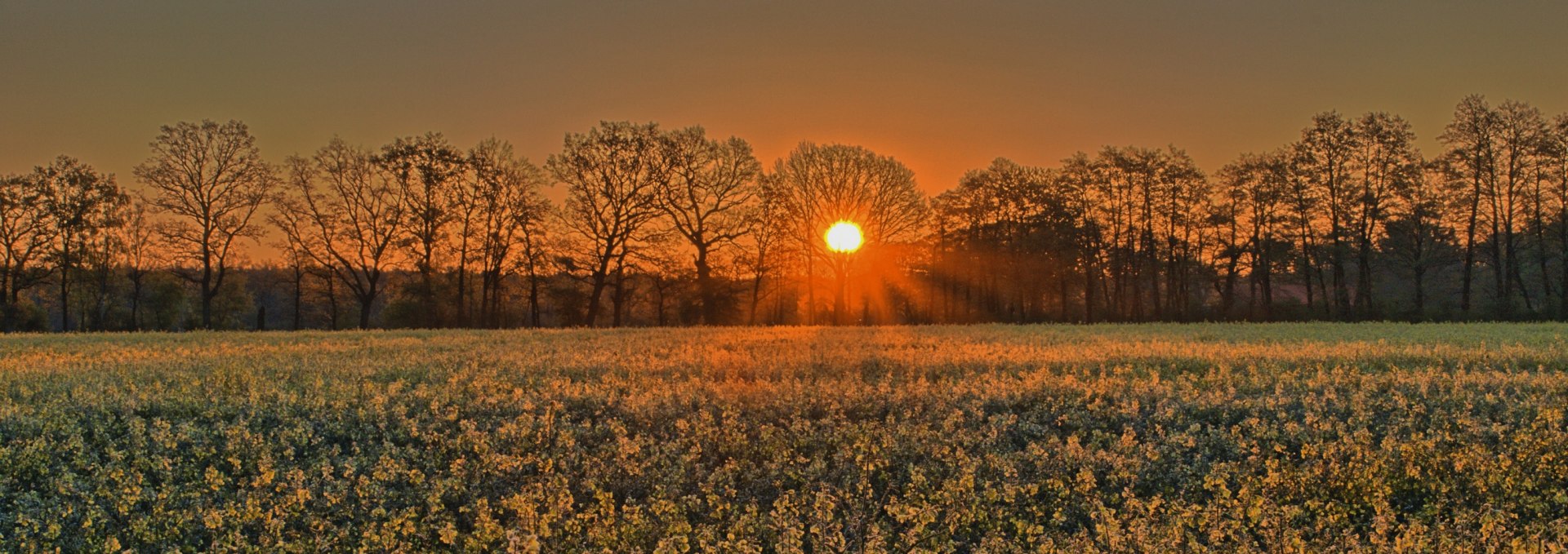 Bild-4   Rapsblüte am Morgen, © Uwe Meyer