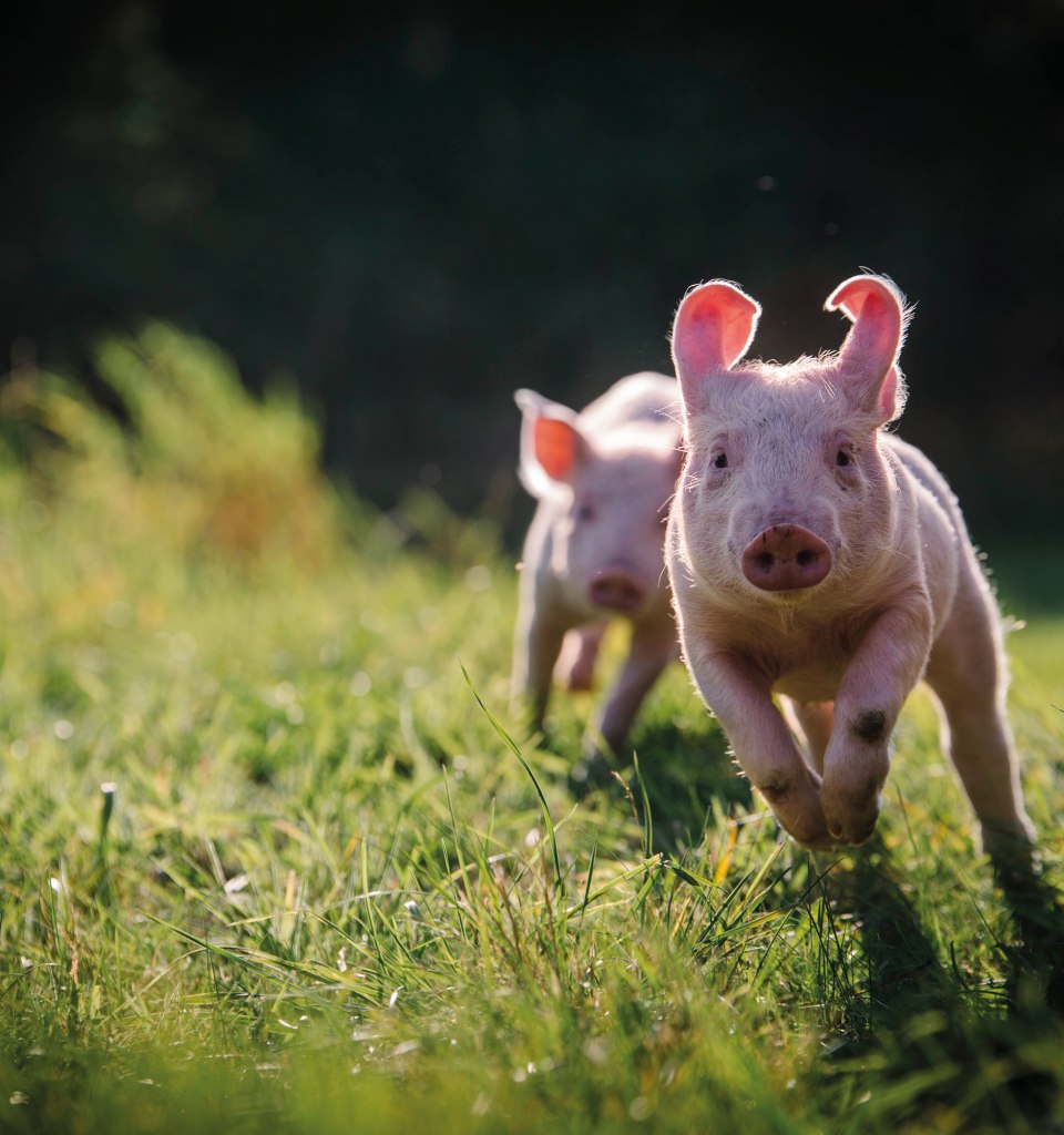 Anni und Rosalie im Schweineland, © Land der Tiere
