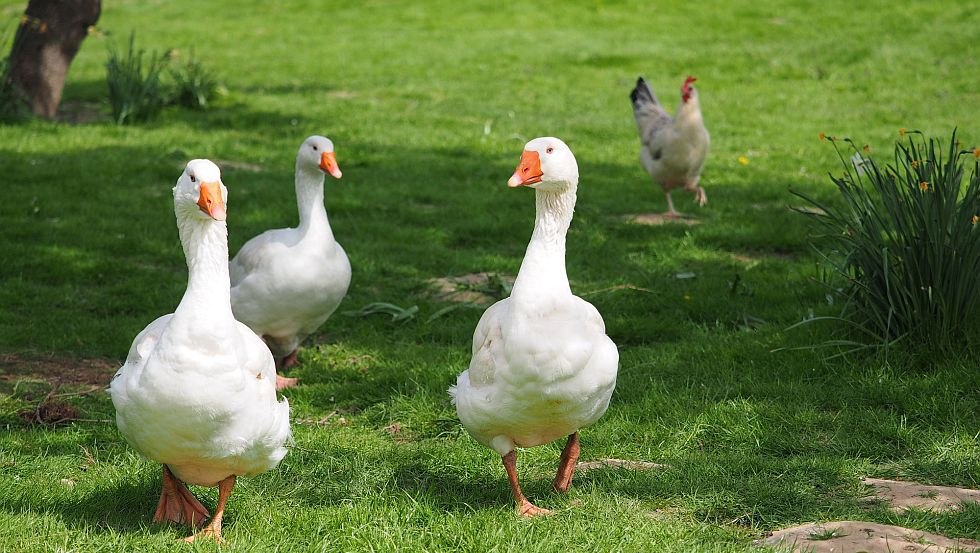 Auf dem Hof leben neben Gänsen auch noch Kühe, Hühner, Kaninchen und Katzen., © Ferienhof Hafflandsichten