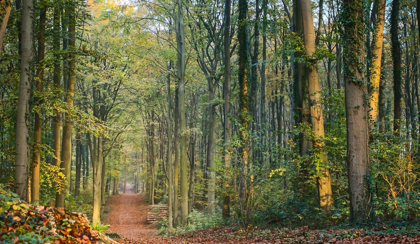 Familienwanderung im Küstenwald, © kv_loddin