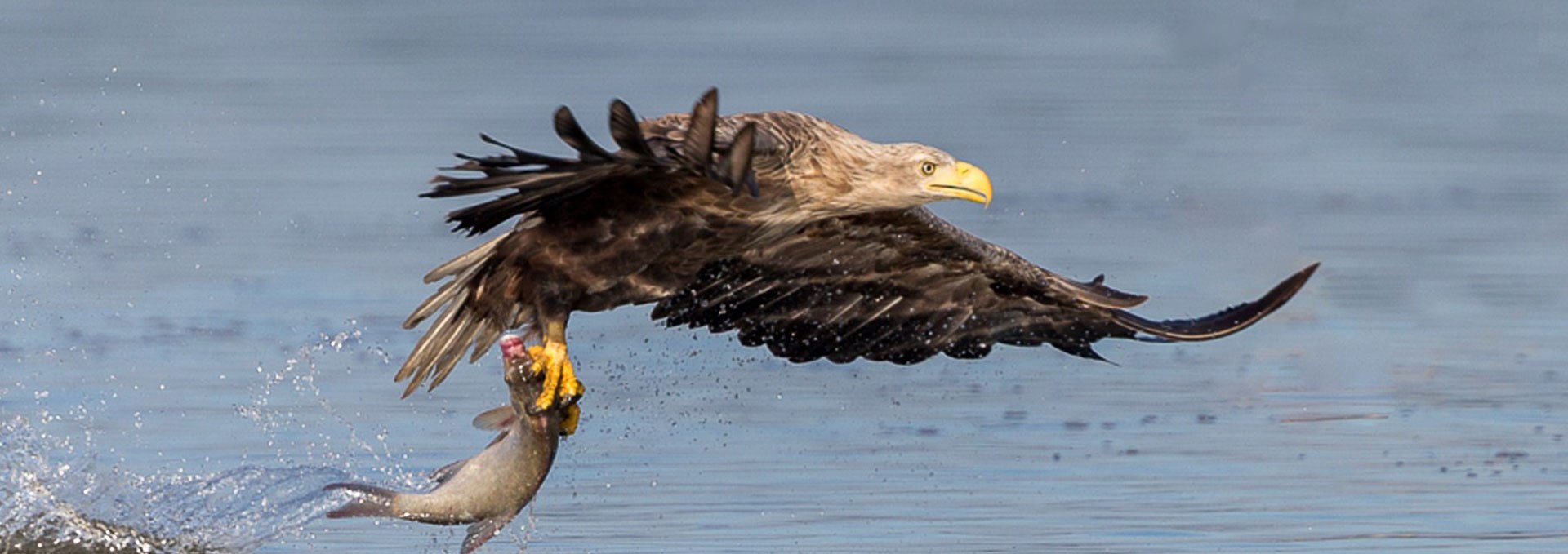 Erfolgreiche morgendliche Fischjagd, © Eric Dienesch