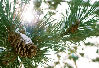 Winter-Weihnachtswanderung, © Foto von Ruben. auf Unsplash