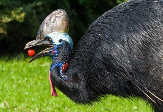 Kasuar beim Verzehr von Tomaten, © Vogelpark Marlow