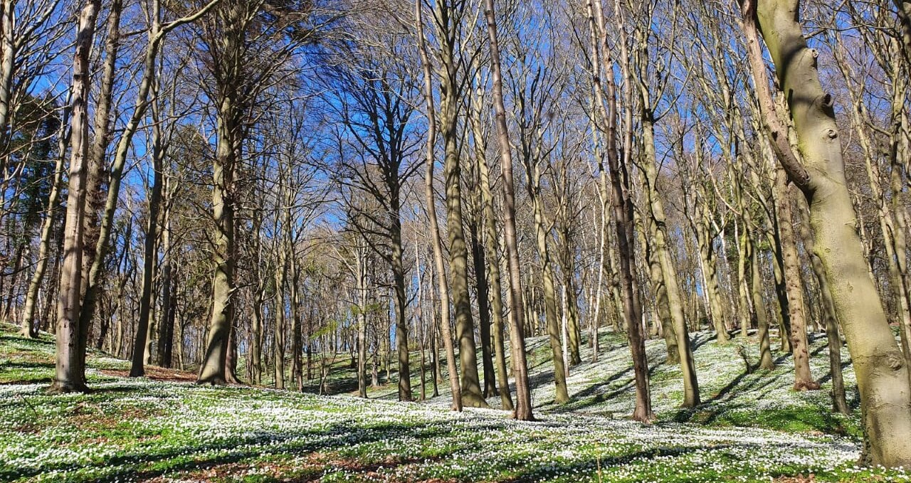 Waldbaden Fruehling (c) Kurverwaltung Göhren, © Kurverwaltung Goehren