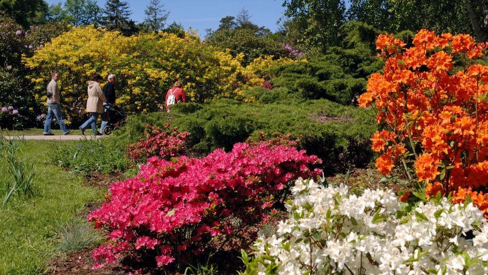 Rhododendronpark Graal-Müritz in voller Blüte, © Tourismus und Kur GmbH Graal-Müritz, A. Rudolph