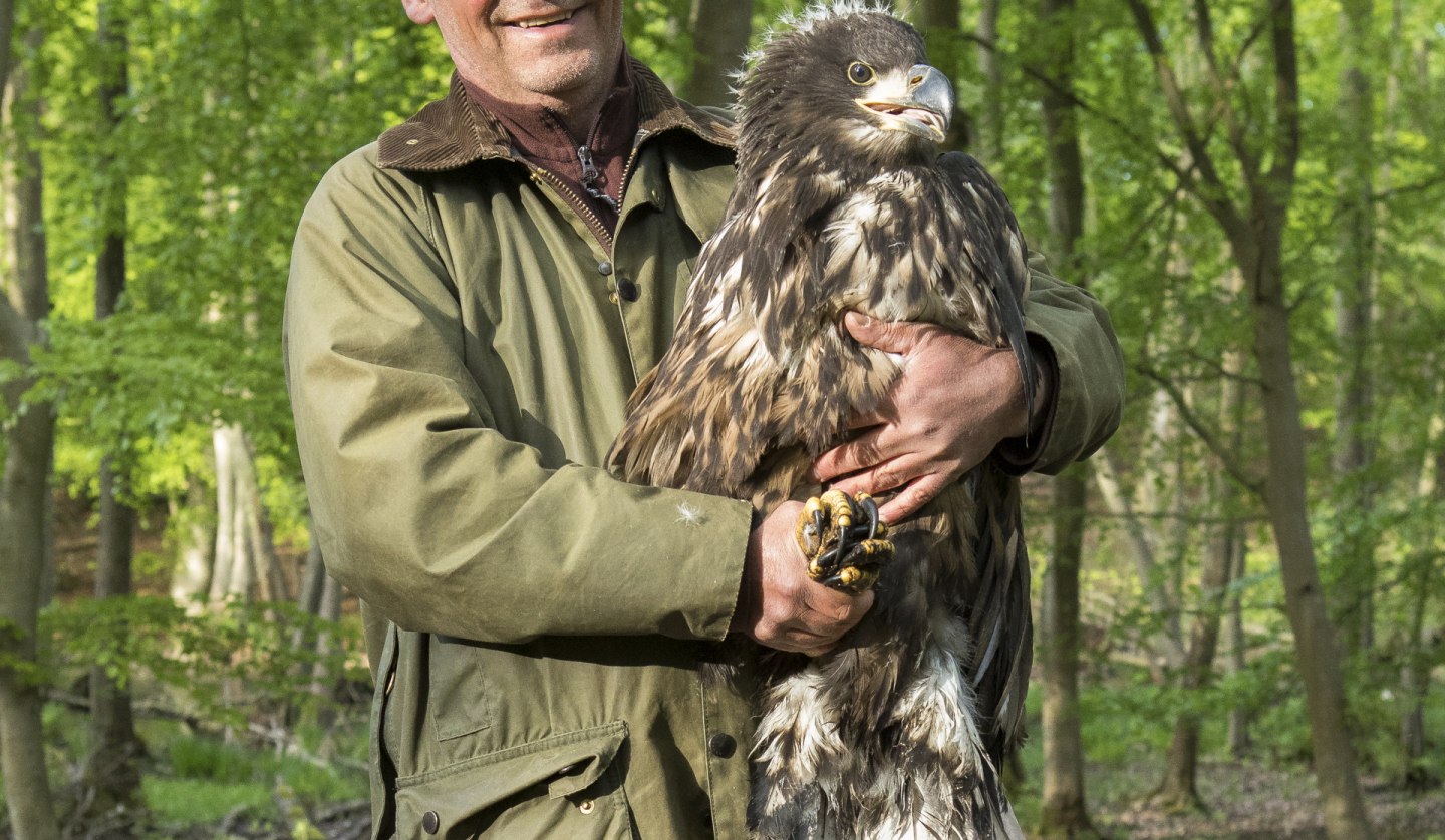 Seeadler, © Mario Müller