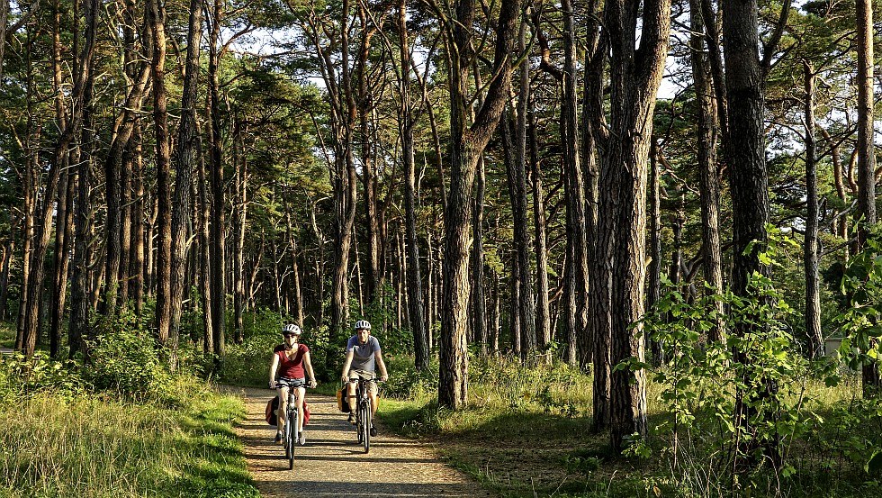 Radfahrer auf dem Weg durch schattige Nadelwälder in der Nähe von Baabe, © TMV/Würtenberger