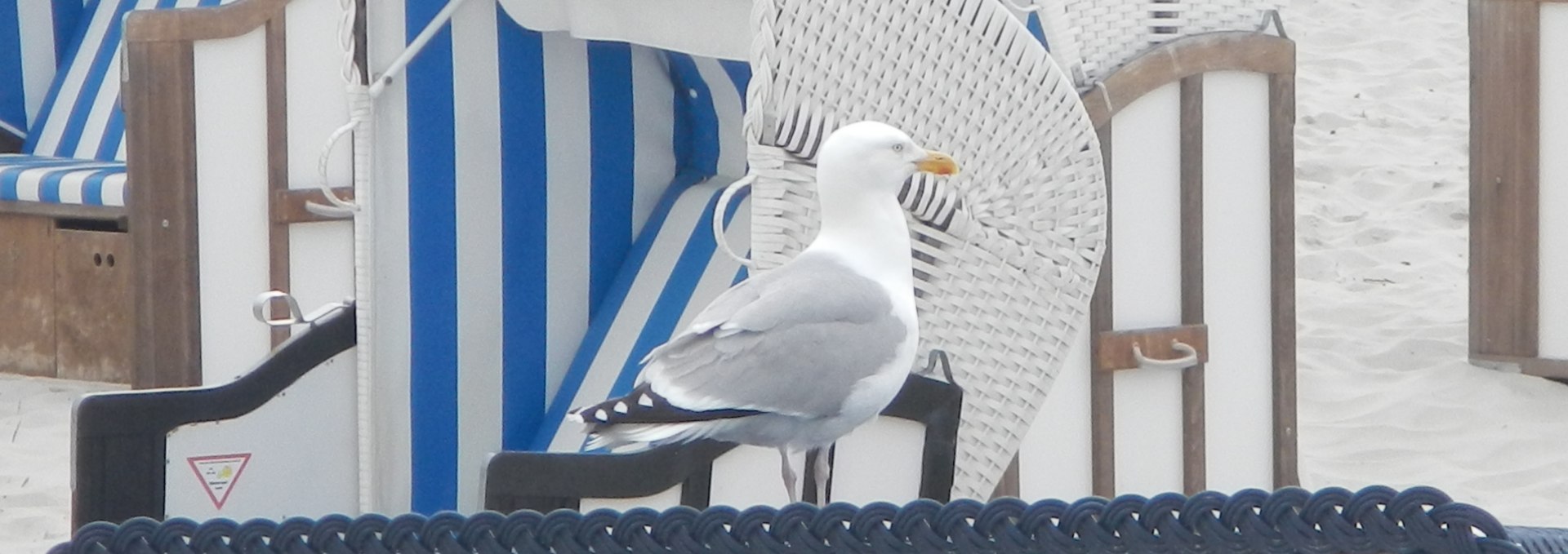 Möwe auf Strandkorb, © TV FDZ