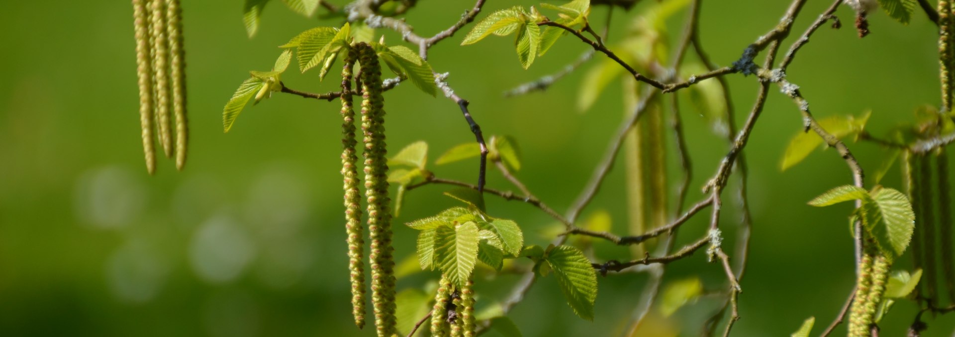 Natur pur in Stralsund, © TMV