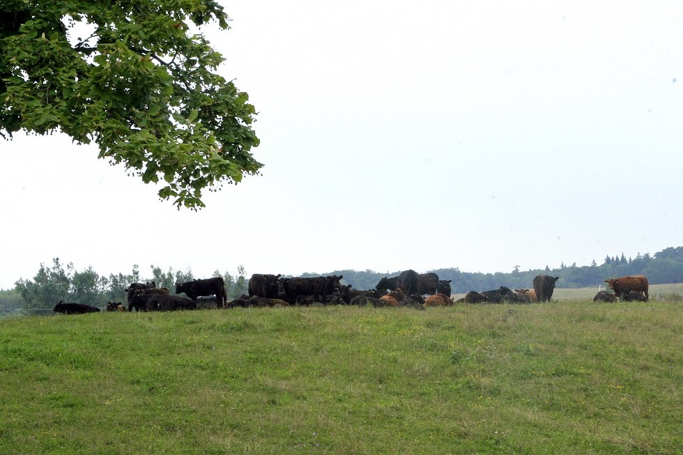 Weidelandschaft in Klepelshagen, © Sabrina Wittkopf-Schade