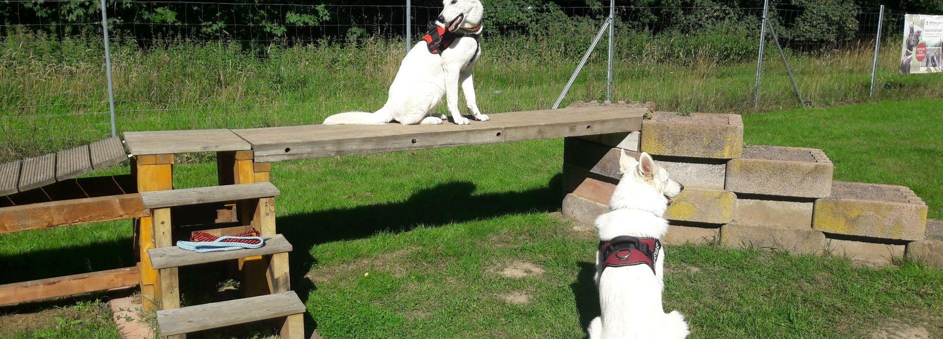 Hundespielplatz Dat Waldhus, © Page Dat Waldhus