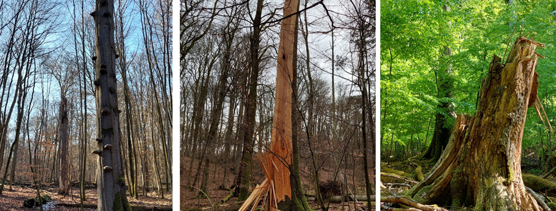 drei Waldeinblicke, © Matthias Schwabe, Müritz-Nationalpark