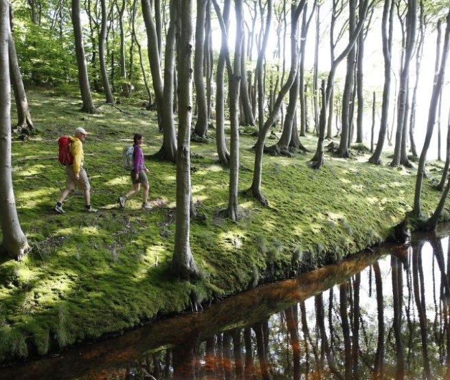 Wanderung durch den Küstenwald bei Lietzow, © TMV/outdoor-visions.com