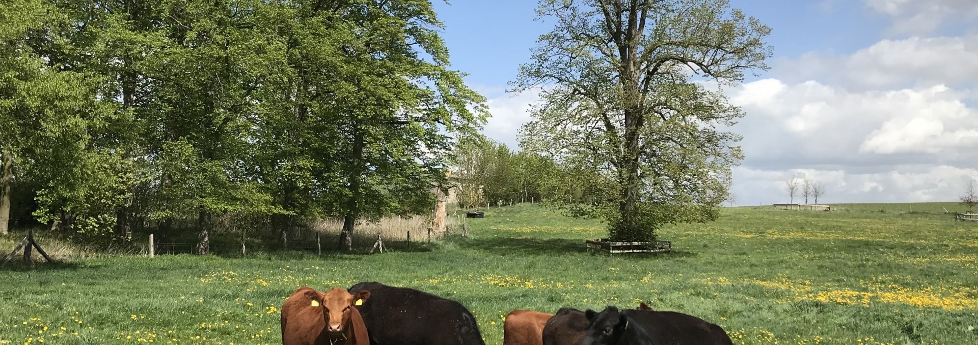 Unsere Rinder auf ihrer Weide., © Hofladen Marihn