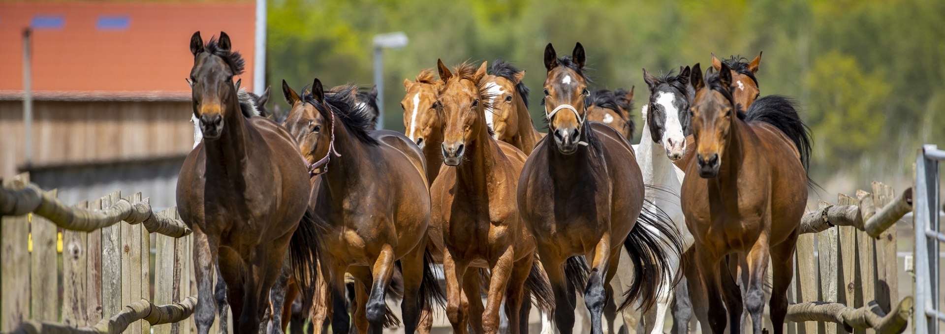 Trakehnerherde-1, © Bernsteinreiter