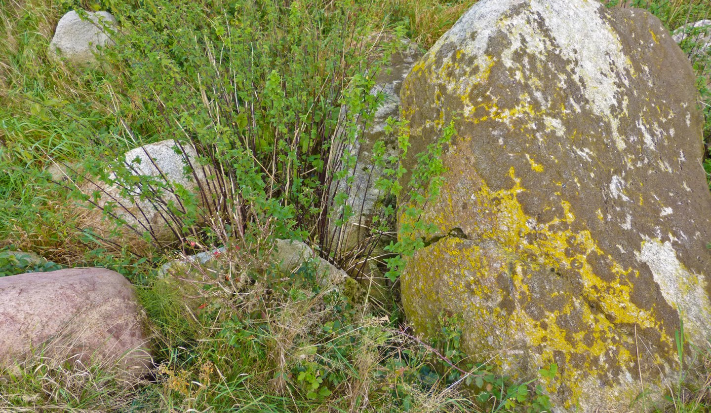 Die Reste eines jungsteinzeitlichen Grosssteingrabes bei Seelvitz, © Archäo Tour Rügen