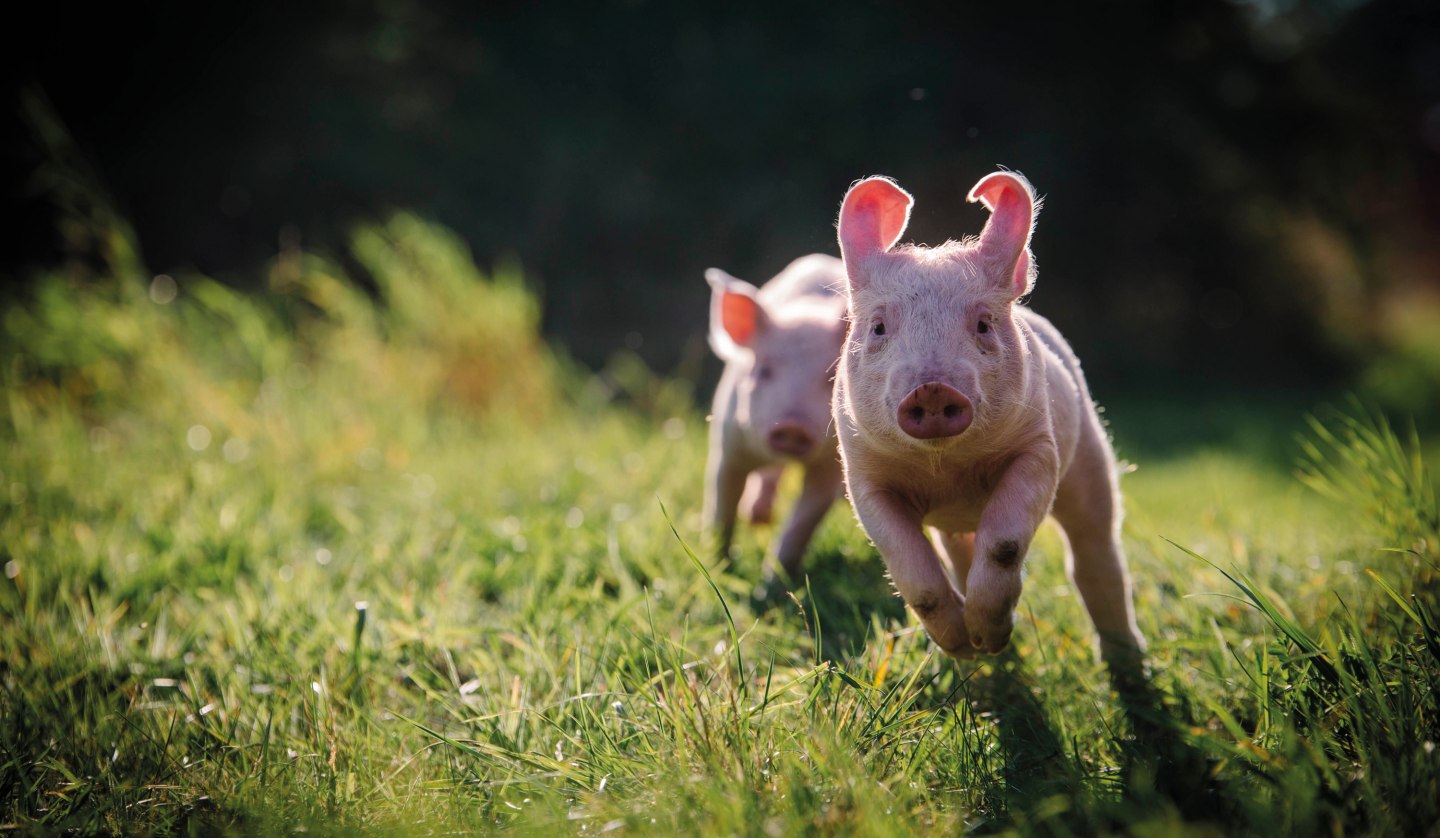 Anni und Rosalie im Schweineland, © Land der Tiere