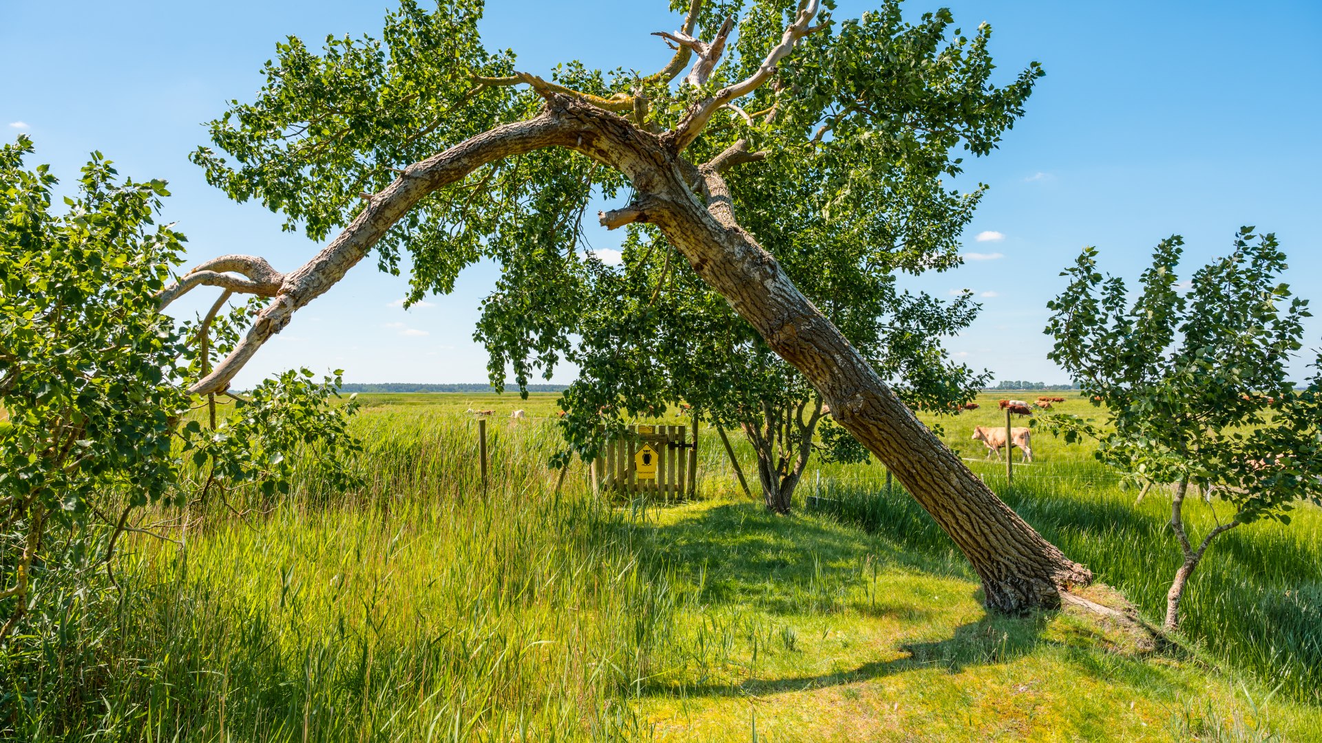 Auf dem Rundwanderweg Hohe Düne auf Zingst hat der Wind so manchen Baum zur Raison gebracht., © TMV/Tiemann