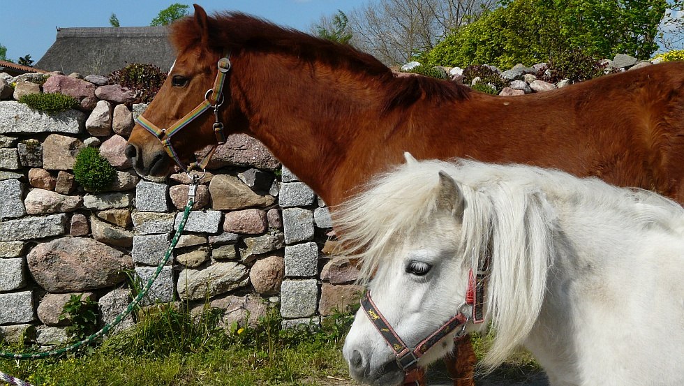 Unsere Pferde, © Bauernhof Klefer