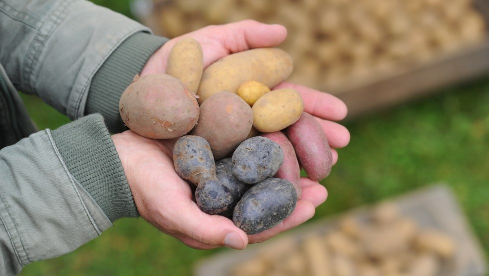 Der Landwirt hält verschiedene Kartoffelsorten., © TMV/Foto@Andreas-Duerst.de