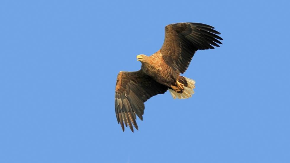 NSG Fischteiche in der Lewitz - Seeadler - Altvogel, © Lewitzfotograf.de-Ralf Ottmann