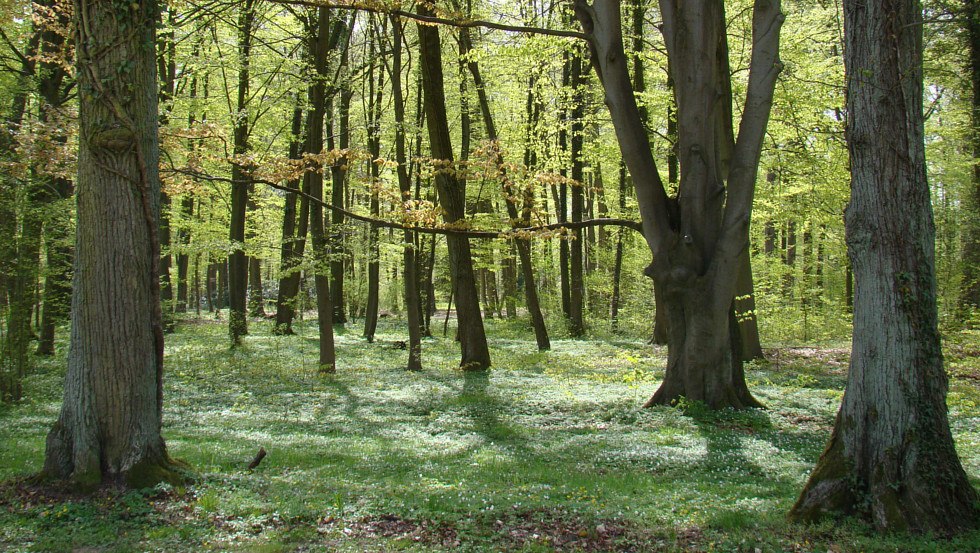 Ludwigslust Schlosspark Buschwindröschen Fruehling, © Tourismusverband Mecklenburg-Schwerin