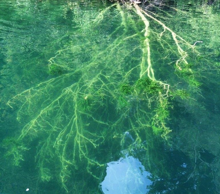 Klarer See - Schmaler Luzin, © Tauchcenter Feldberg