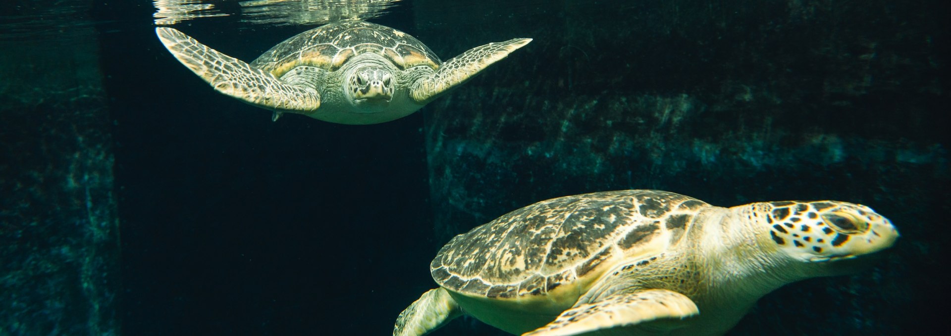 Auch “lebendige” Schildkröten sind in Stralsund zu bewundern. Das Schildkröten-Aquarium gehört zu den beliebtesten Anlaufstellen des Museums, © TMV/Gross