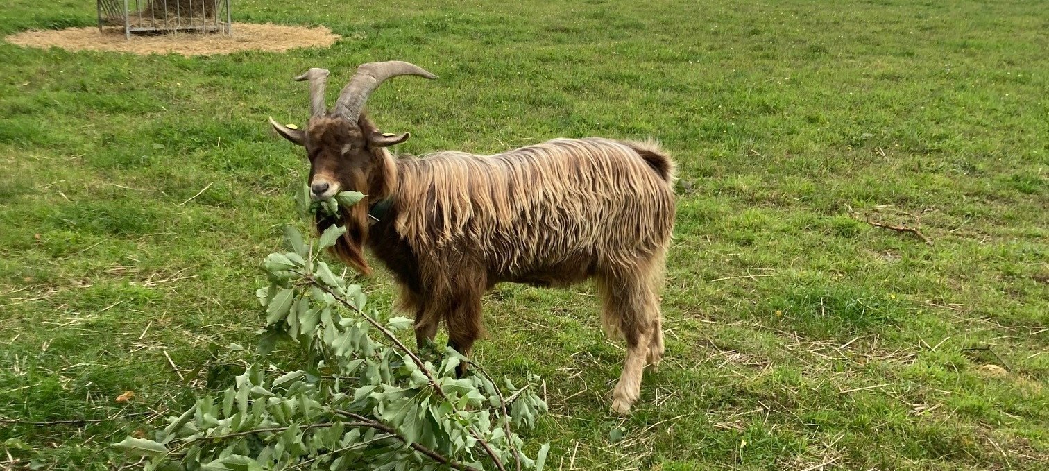 Ziege auf dem Hof des Eierbaron in Freest., © Henry Schönrock