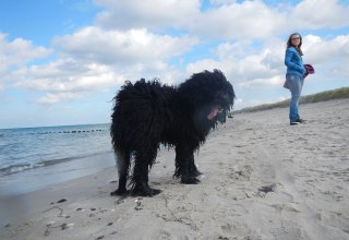 Hund am Strand in Dierhagen, © Raimund Jennert