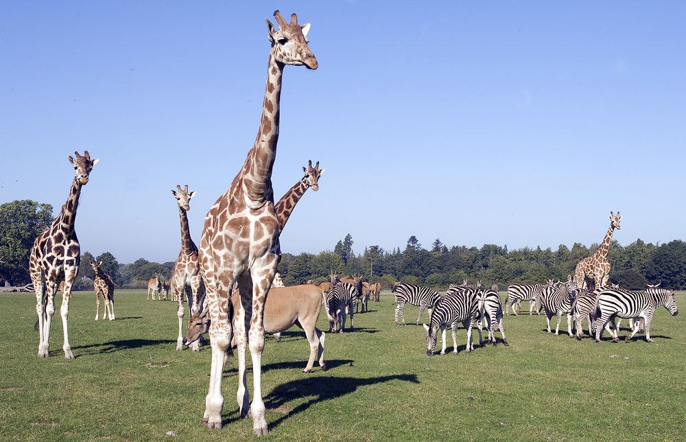 Auf Safari im Knuthenborg Safaripark, © Scandlines